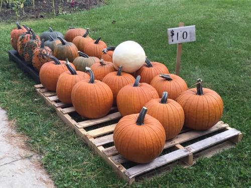 A display of pumpkins on a wooden pallet, with a sign indicating they are $10 each.