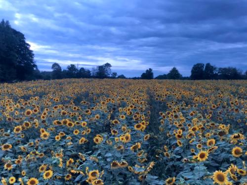 A vast field of sunflowers under a moody, cloudy sky, creating a serene and picturesque landscape.