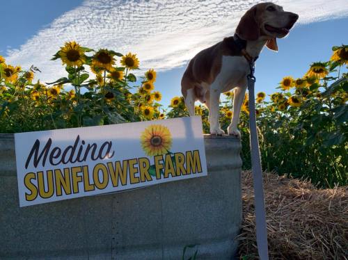 A beagle stands on a barrel beside a sign for Medina Sunflower Farm, surrounded by vibrant sunflowers under a blue sky.