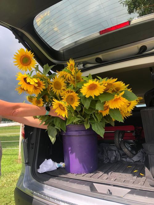 A person placing a large bouquet of bright yellow sunflowers in a purple bucket inside a car trunk.