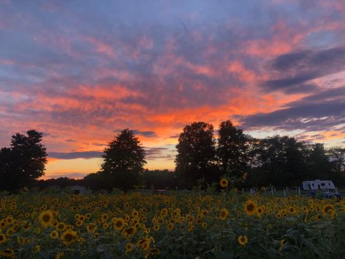 A vibrant sunset over a field of sunflowers, with trees silhouetted against a colorful sky.