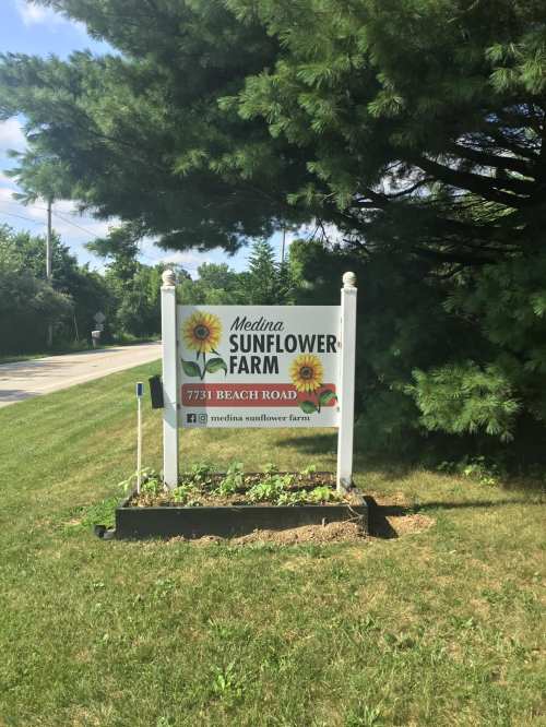 Sign for Medina Sunflower Farm on Beach Road, featuring sunflowers and green grass in a sunny outdoor setting.