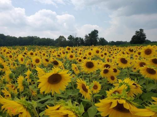 A vibrant field of sunflowers under a cloudy sky, stretching towards the horizon.