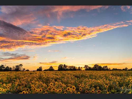 A vibrant sunset over a field of sunflowers, with colorful clouds and trees lining the horizon.