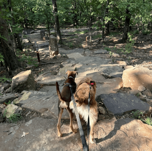 Two dogs walking down a rocky trail in a wooded area, surrounded by trees and natural scenery.