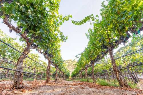 A vineyard with rows of grapevines under a clear sky, showcasing lush green leaves and ripe grapes.