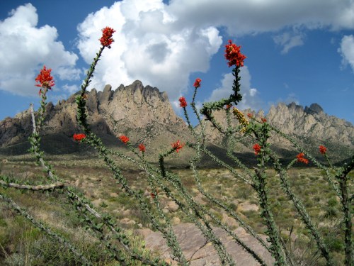 A desert landscape featuring vibrant red flowers on cacti, with rugged mountains and fluffy clouds in the background.