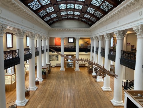 Interior of a museum featuring tall columns, a wooden floor, and a large dinosaur skeleton suspended above.