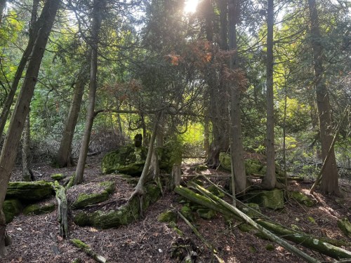 Sunlight filters through dense trees in a serene forest, highlighting moss-covered rocks and fallen branches.
