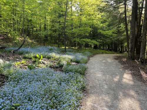A serene forest path lined with vibrant green trees and a carpet of blue flowers on one side.