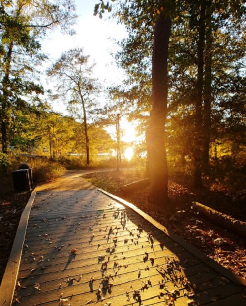A wooden path through trees, illuminated by golden sunlight, leading towards a serene body of water.