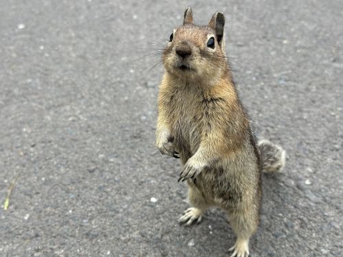 A curious squirrel stands upright on a paved surface, looking directly at the camera.