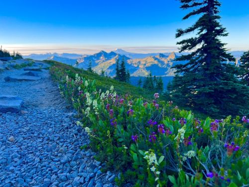 A scenic view of mountains in the distance, with a rocky path and colorful wildflowers in the foreground.
