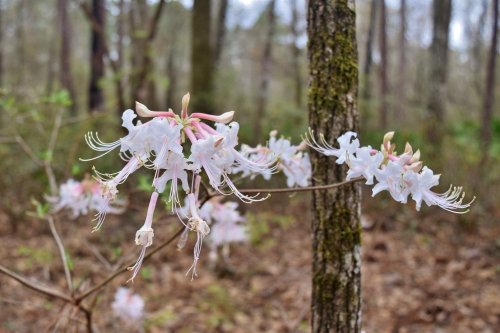 Delicate white flowers with pink accents bloom on a branch in a wooded area, surrounded by trees and greenery.