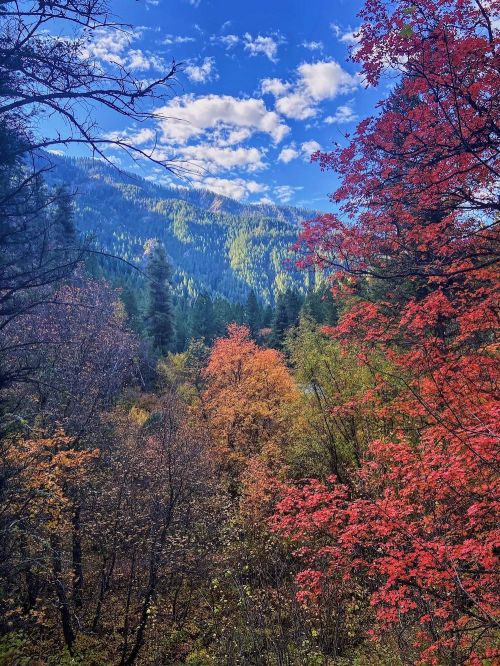 Vibrant autumn foliage in shades of red, orange, and yellow against a backdrop of mountains and a blue sky.