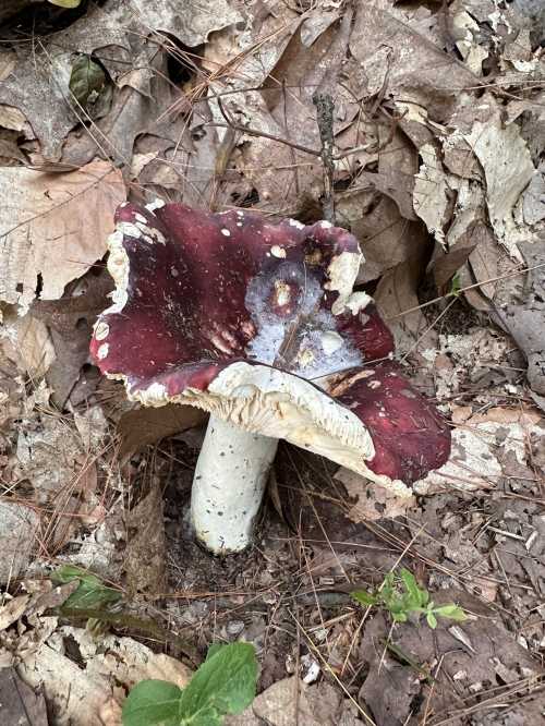 A large, reddish-brown mushroom with a white stem, surrounded by fallen leaves and forest floor debris.