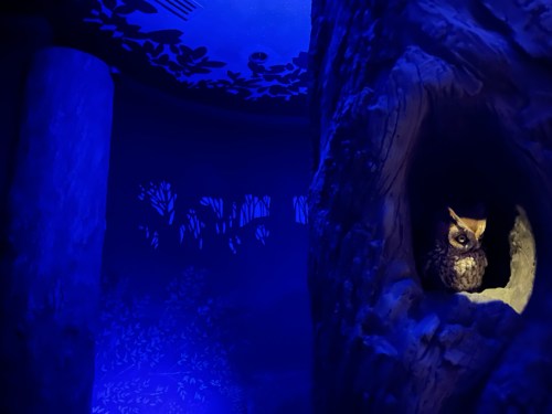 A glowing owl sits in a tree hollow, surrounded by blue lighting and shadowy forest silhouettes.
