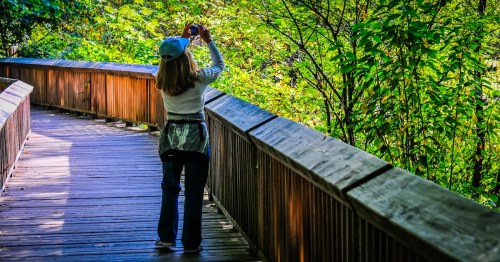 A woman takes a photo from the wooden boardwalk trail at the Nisqually National Wildlife Refuge, Washington.