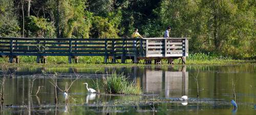 Two people stand on a wooden pier overlooking a serene pond with white birds and lush greenery surrounding them.