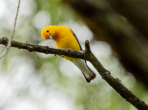 A vibrant yellow bird perched on a branch, looking down with a blurred green background.