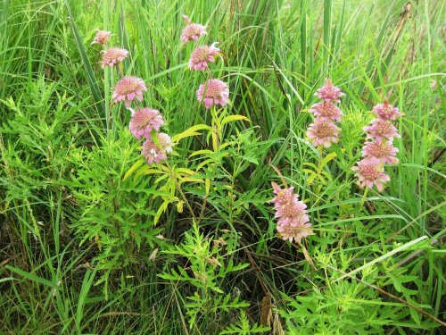 A cluster of pink flowers surrounded by lush green grass and foliage in a natural setting.