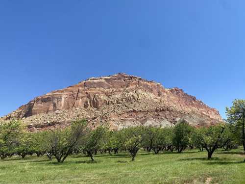 A large, colorful rock formation rises above a green orchard under a clear blue sky.