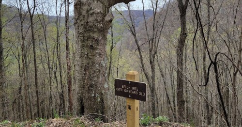 A large beech tree stands on a hillside, with a sign indicating it is over 100 years old.