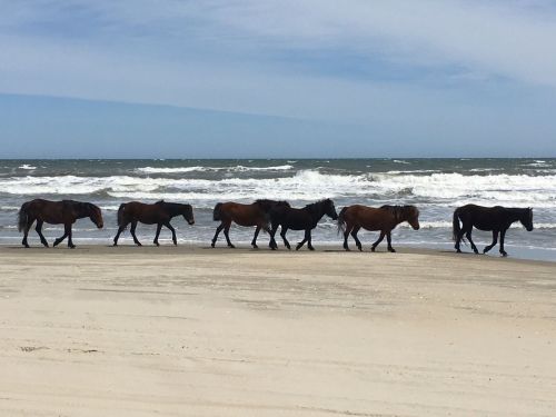 A line of horses walking along a sandy beach with waves in the background under a blue sky.