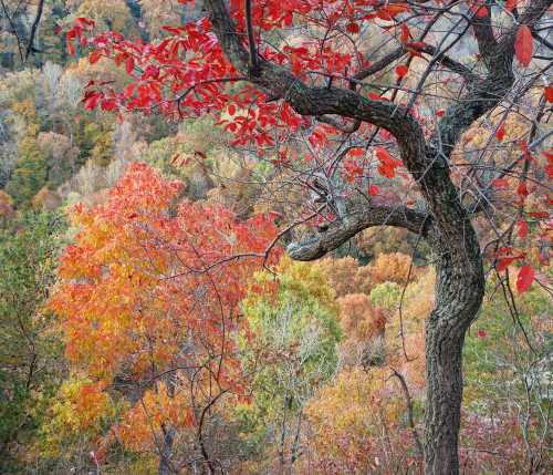 A scenic view of autumn foliage with vibrant red and orange leaves on trees against a backdrop of colorful hills.