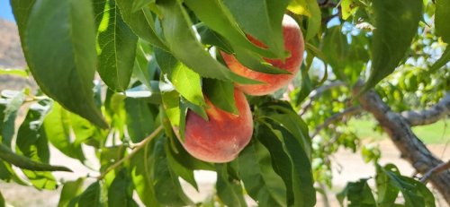 Two ripe peaches hanging among green leaves on a tree branch, with a sunny background.
