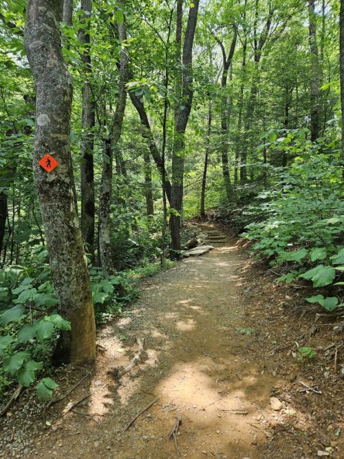 A dirt hiking trail surrounded by lush green trees, marked with an orange hiker symbol on a nearby tree.