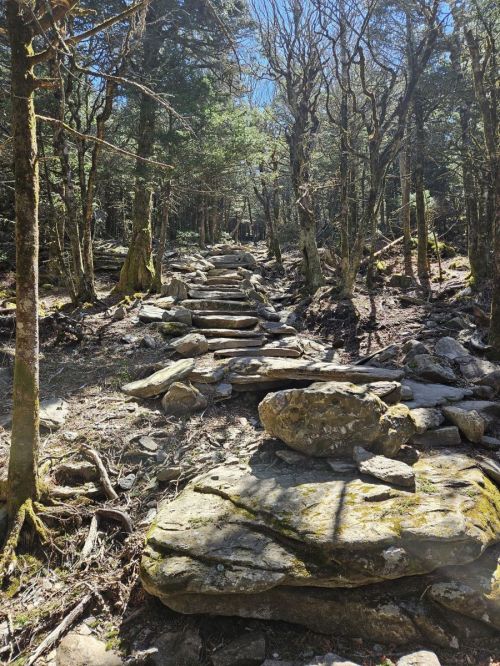 A rocky trail leads through a forest, with stone steps ascending among trees and sunlight filtering through the branches.