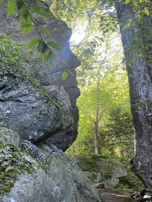 A rocky path leads through a lush green forest with sunlight filtering through the trees.