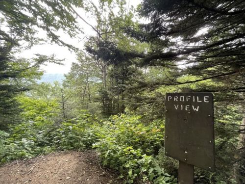 A wooden sign labeled "PROFILE VIEW" stands amidst lush green trees in a forested area.