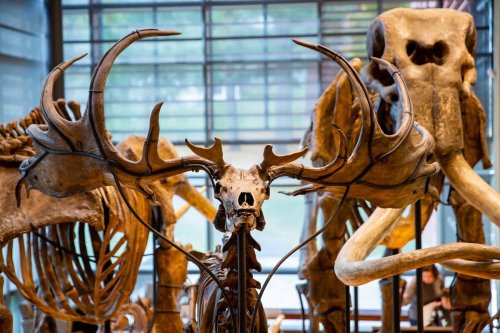 A close-up of a moose skull with antlers, surrounded by large animal skeletons in a museum setting.
