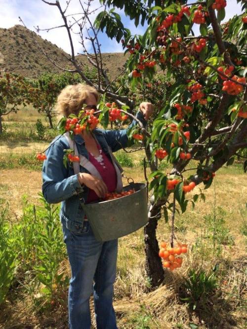 A person picking cherries from a tree while holding a bucket in a sunny orchard.