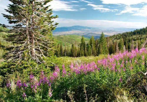 A scenic view of a lush green landscape with vibrant pink flowers in the foreground and mountains in the background.