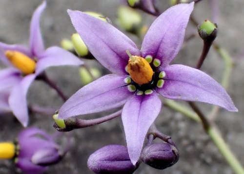 Close-up of a vibrant purple flower with a yellow center and green spots, surrounded by buds and other blooms.