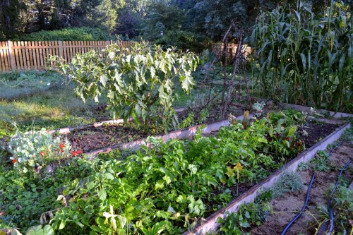 A lush garden with various plants, including leafy greens and tall corn, surrounded by a wooden fence.