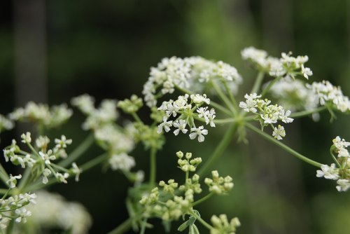Delicate white flowers cluster on green stems against a blurred natural background.