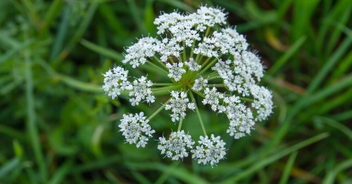Conium maculatum or poison hemlock white flowers blooming in spring