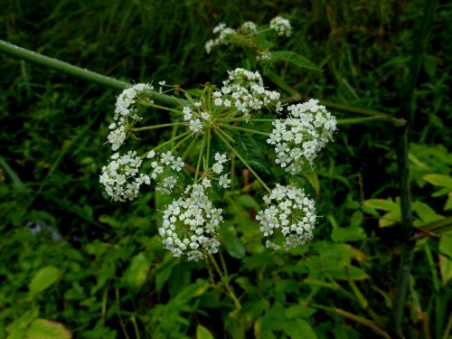 A cluster of small white flowers surrounded by green foliage in a natural setting.