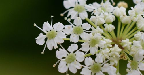 Close-up of delicate white flowers with green centers against a blurred green background.