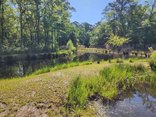 A serene pond surrounded by lush greenery and trees under a clear blue sky.