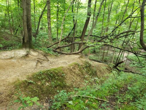 A wooded trail with exposed roots and lush greenery, surrounded by tall trees in a serene forest setting.