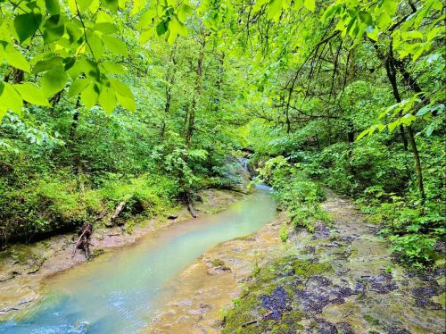 A serene stream flows through a lush green forest, surrounded by vibrant foliage and rocky banks.