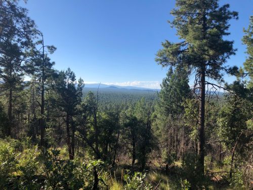 A scenic view of a dense forest with tall pine trees and distant mountains under a clear blue sky.