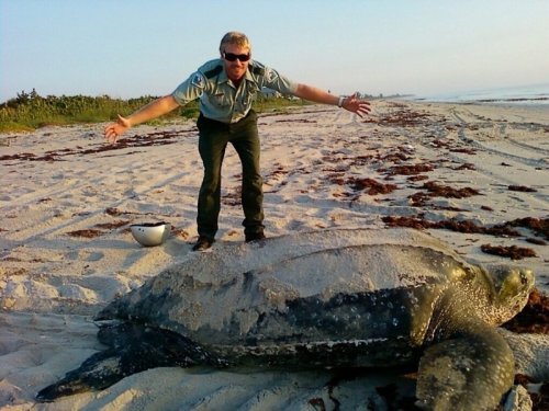 A person in a uniform stands on a beach beside a large sea turtle partially covered in sand.