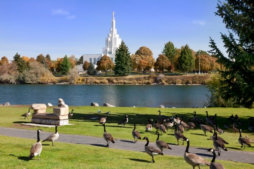 A serene park scene with geese by a lake, featuring a temple in the background surrounded by autumn trees.