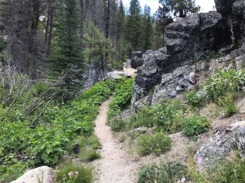 A narrow dirt path winds through lush greenery and rocky terrain in a forested area.